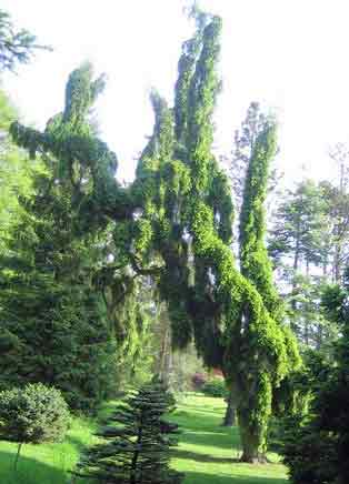 Abies alba 'Pendula'