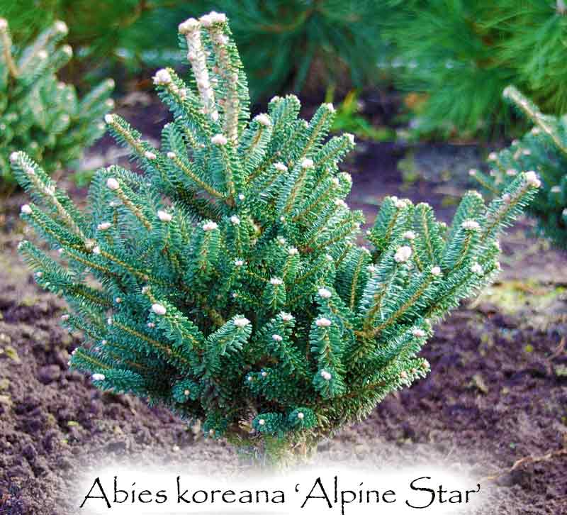 Abies koreana 'Alpine Star'