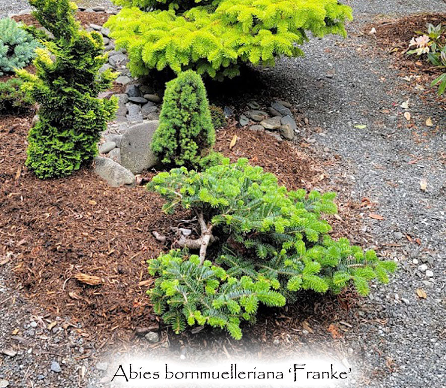 Abies bornmuelleriana 'Franke'