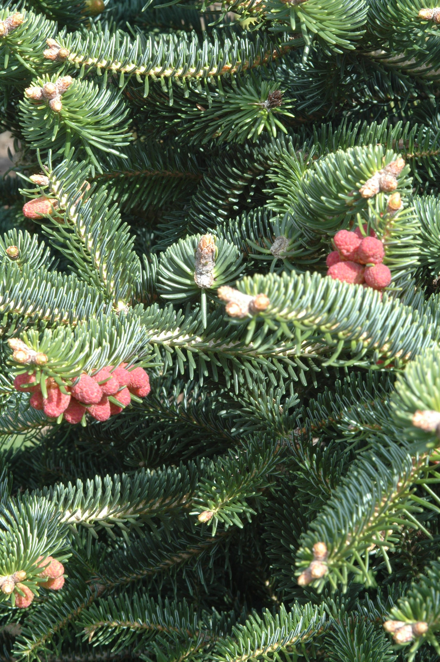 Abies cephalonica 'Meyer's Dwarf'