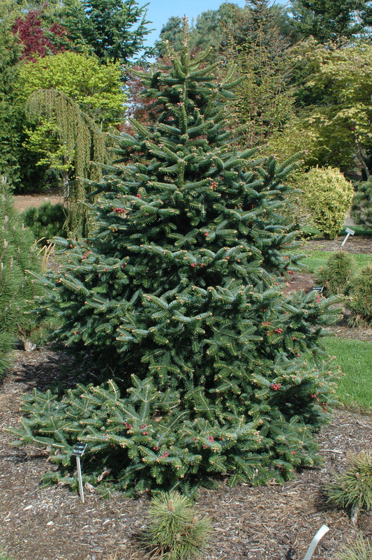 Abies cephalonica 'Meyer's Dwarf'