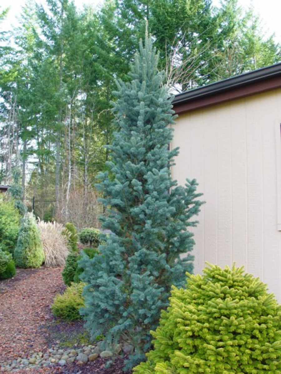 Abies concolor 'Conica'