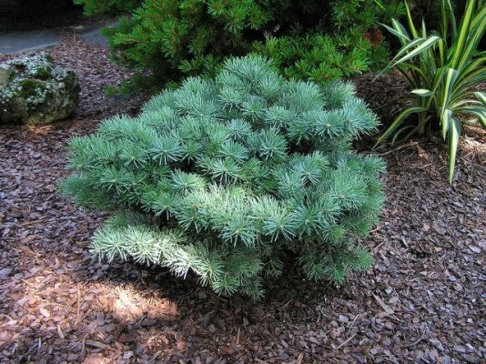 Abies concolor 'Piggelmee'