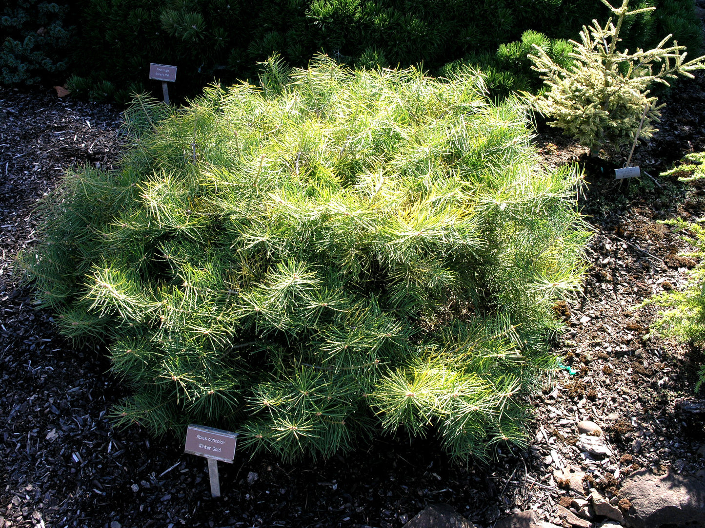 Abies concolor 'Winter Gold'