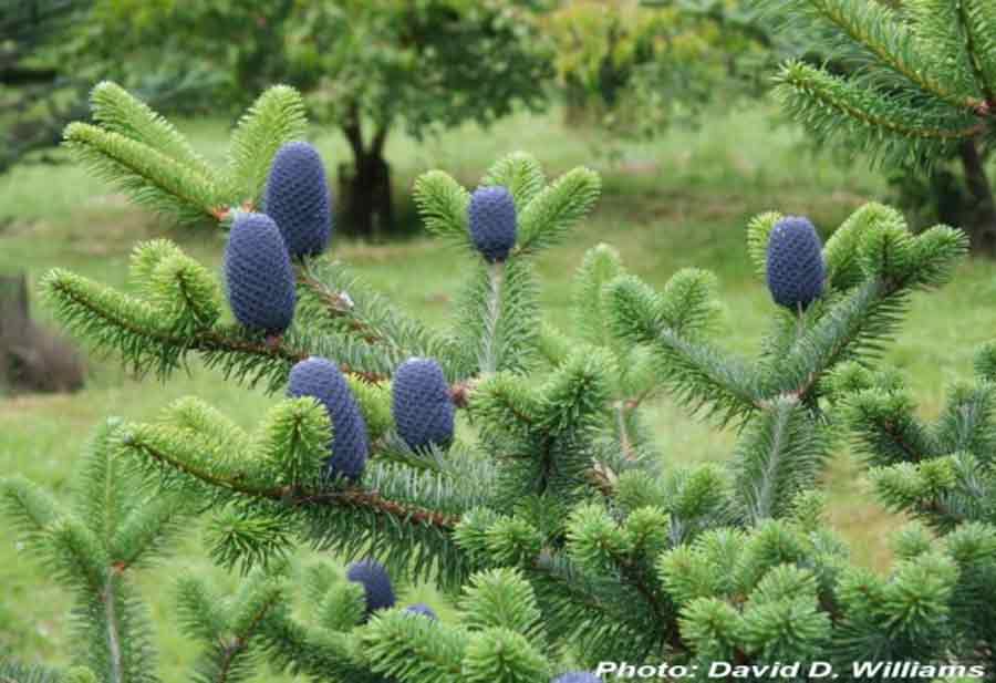 Abies delavayi var. georgei