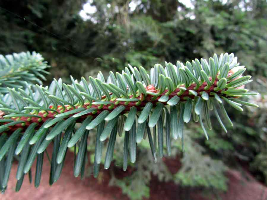 Abies delavayi var. georgei