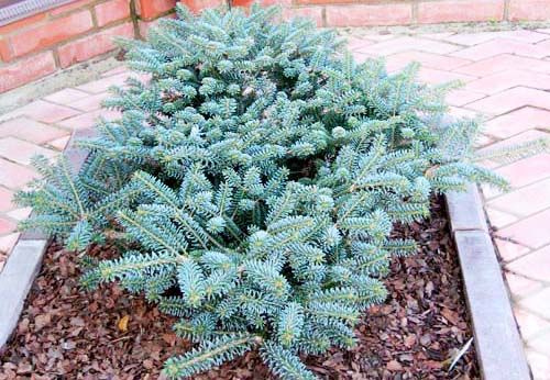 Abies koreana 'Blue Emperor'