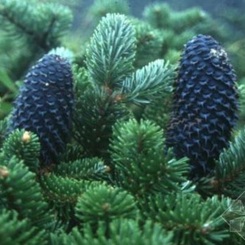 Abies koreana 'Blue Emperor'