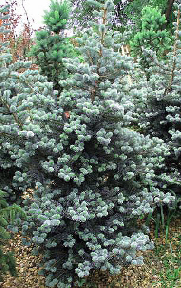 Abies koreana 'Glauca'