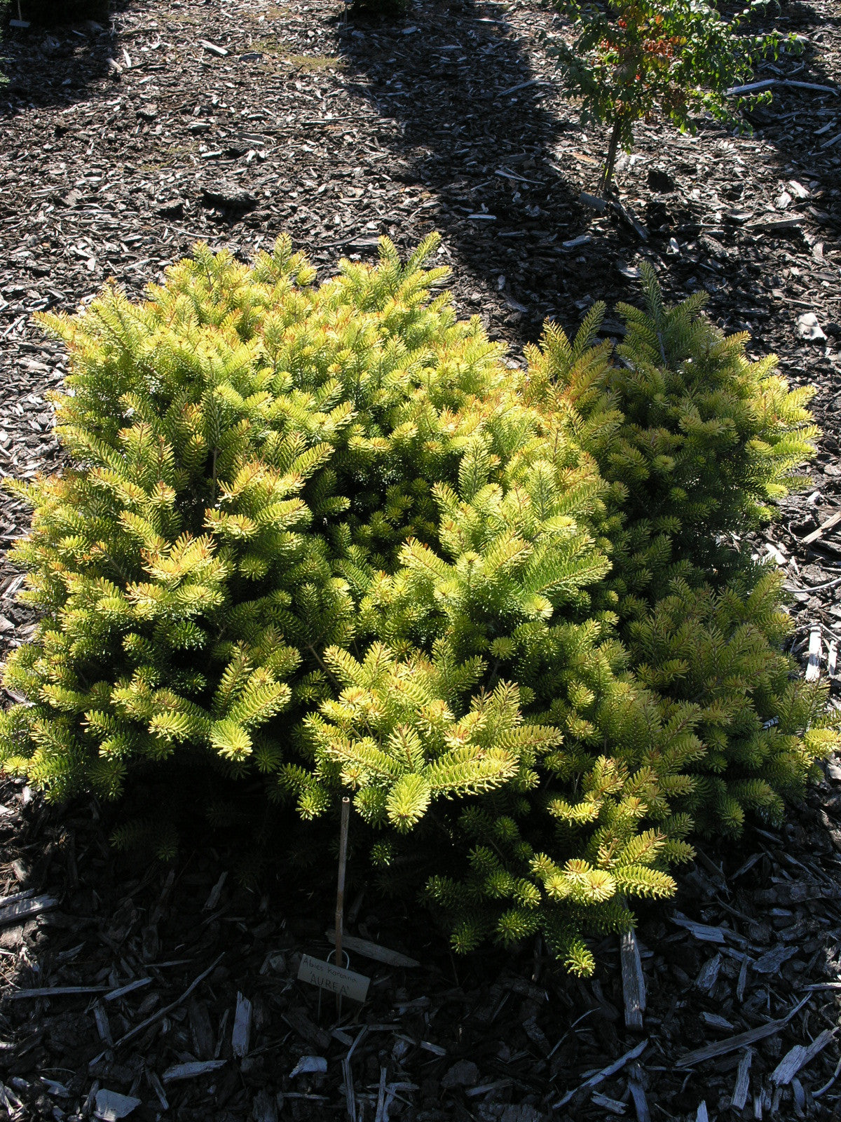 Abies koreana 'Aurea'