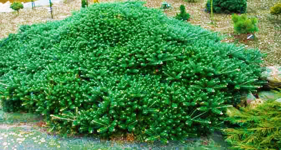 Abies koreana Green Carpet