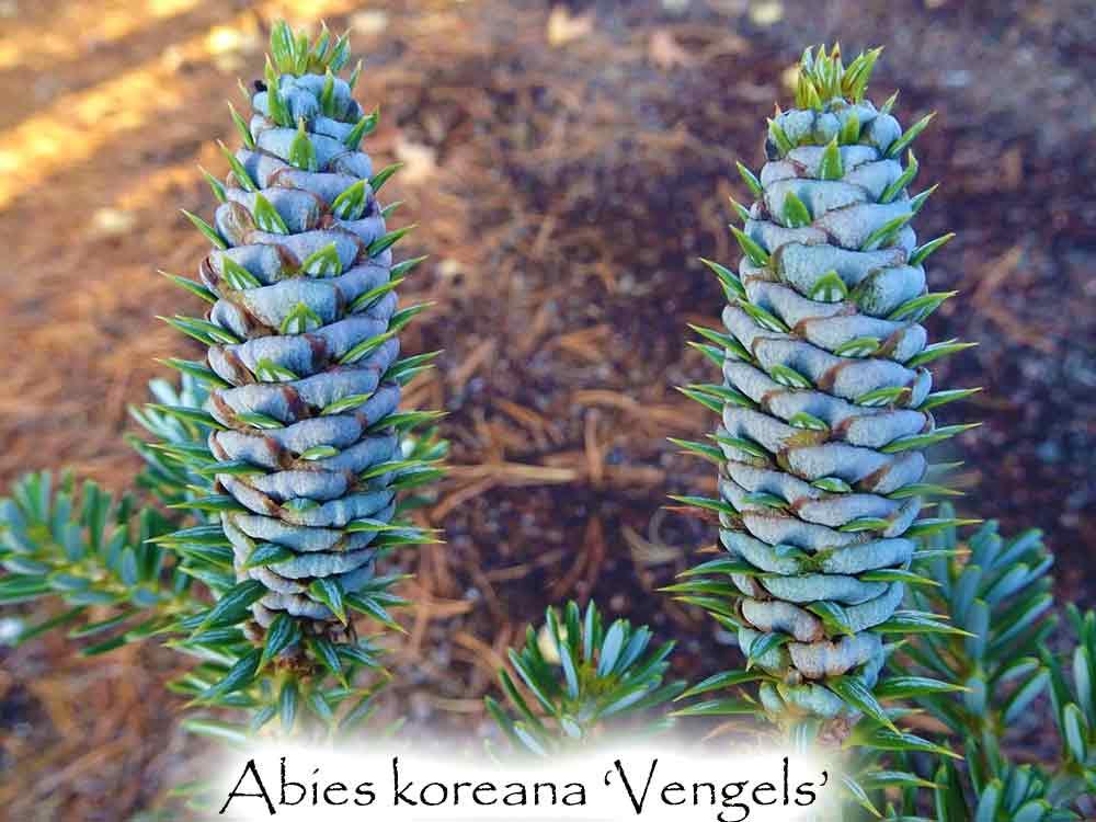 Abies koreana 'Vengels'