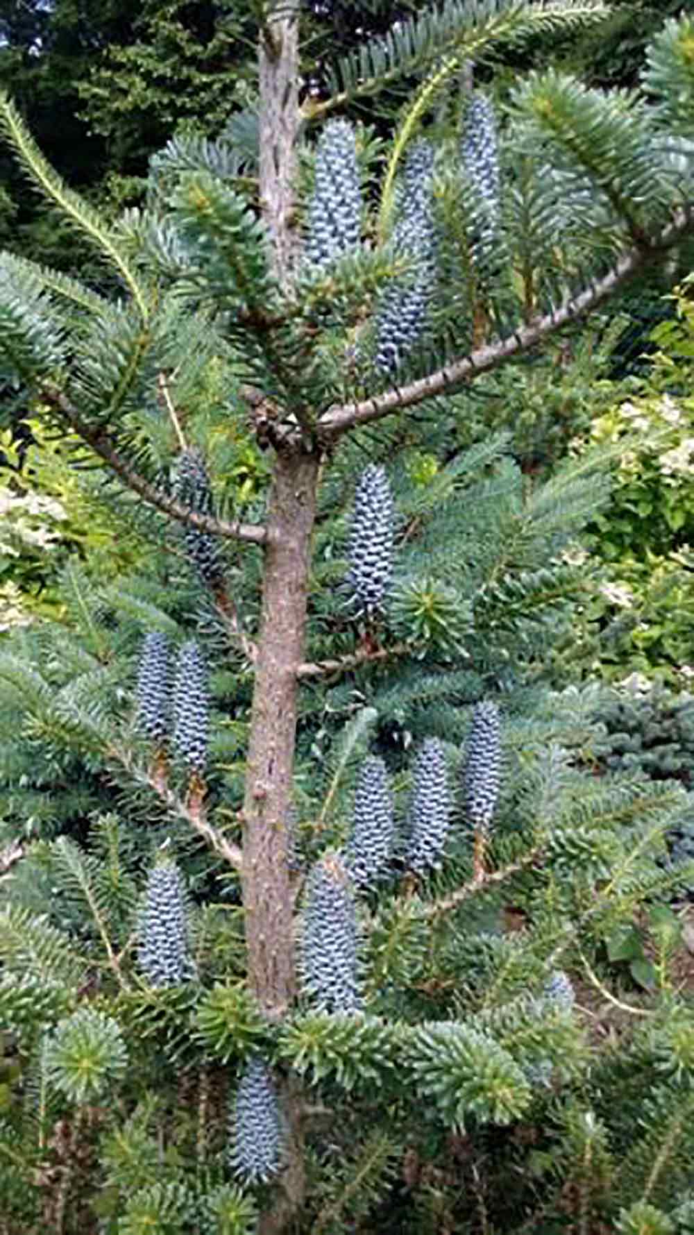 Abies koreana 'Vengels'