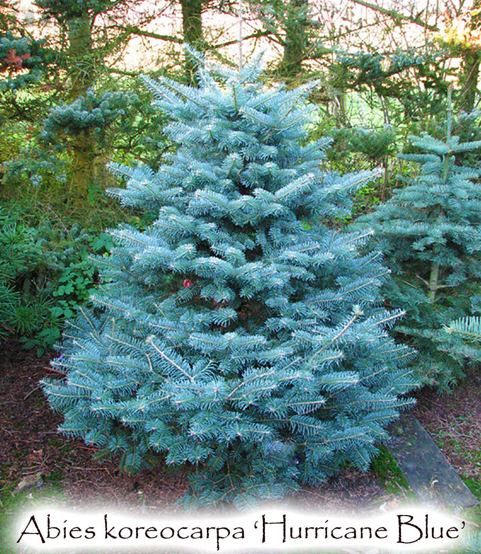 Abies koreocarpa 'Hurricane Blue'