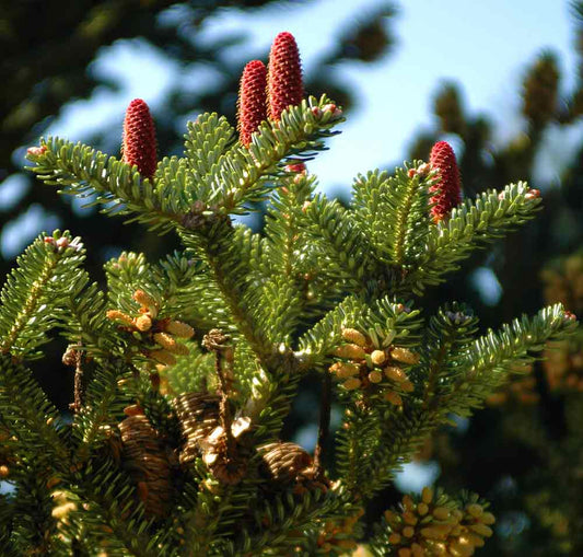 Abies koreana 'Starker's Dwarf'