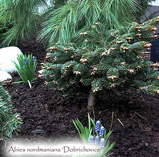 Abies nordmanniana 'Dobrichovice'