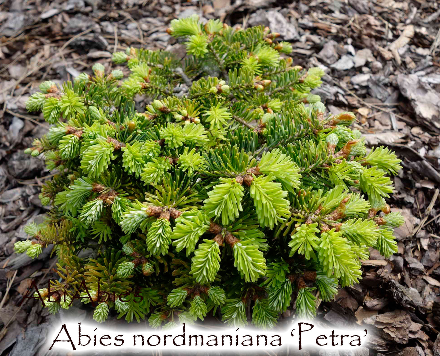 Abies nordmaniana 'Petra'