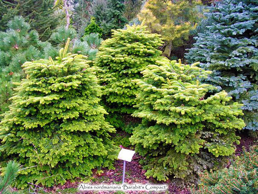 Abies nordmanniana 'Barabits Compact'