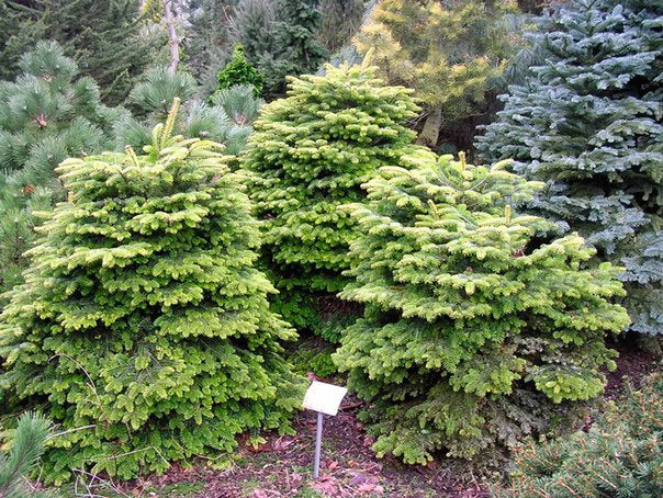 'Barabit's Compact' Nordmann Fir