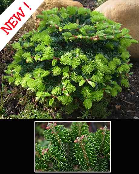 Abies cilicica 'Hunnewell WB'