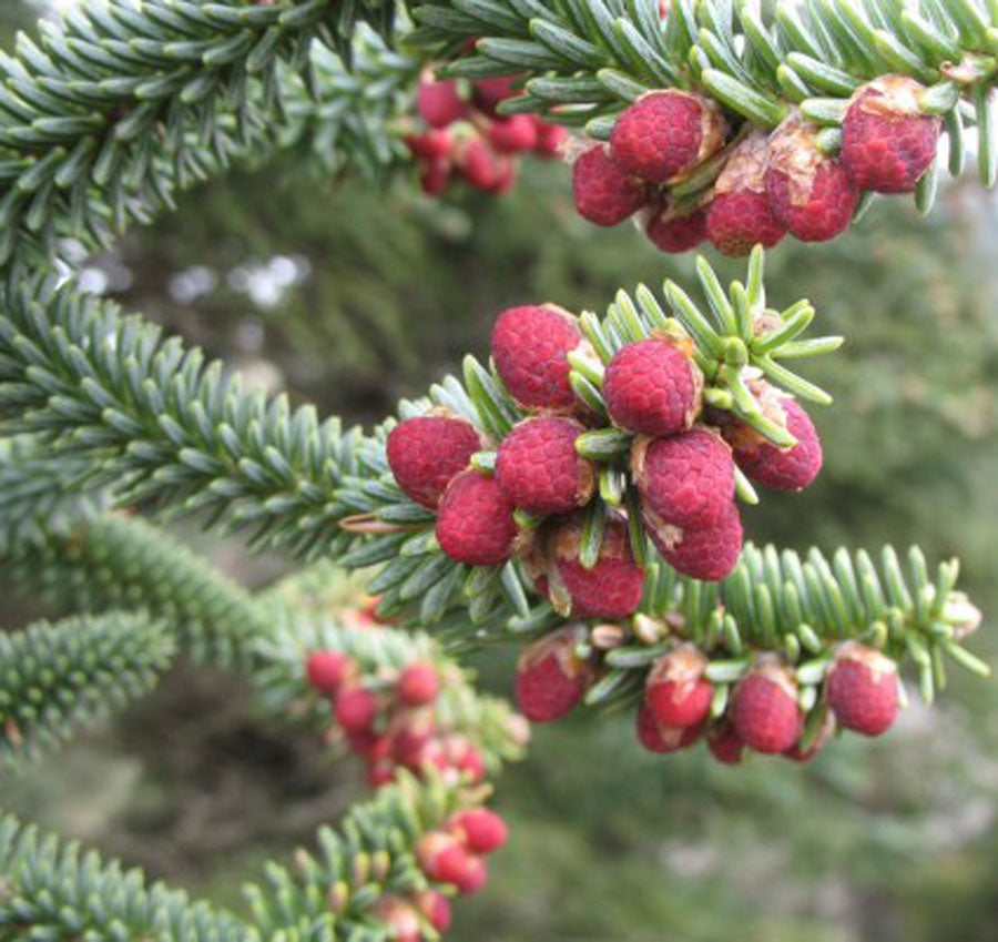 Abies pinsapo 'Fastigiata'