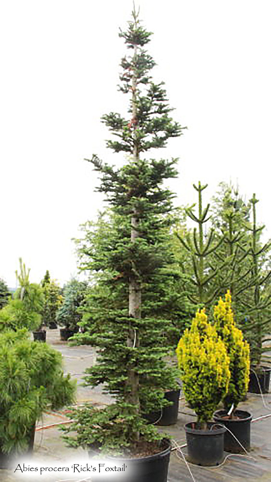 Abies procera 'Rick's Foxtail' – Singing Tree Gardens Nursery