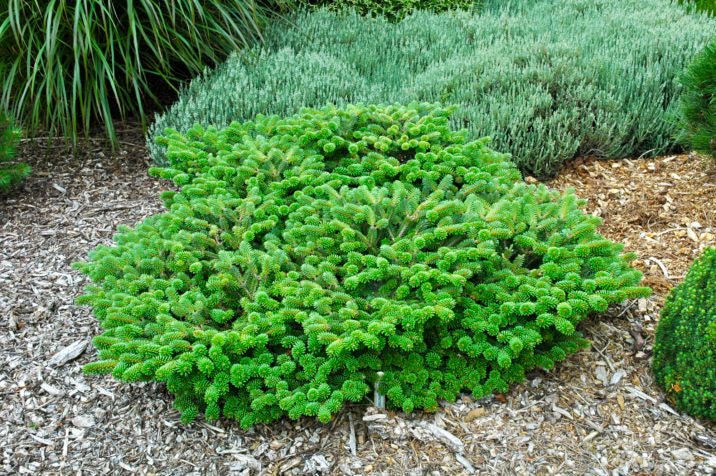 Abies alba 'Schwarzwald'