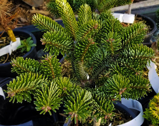 Abies koreana 'Zehusice'