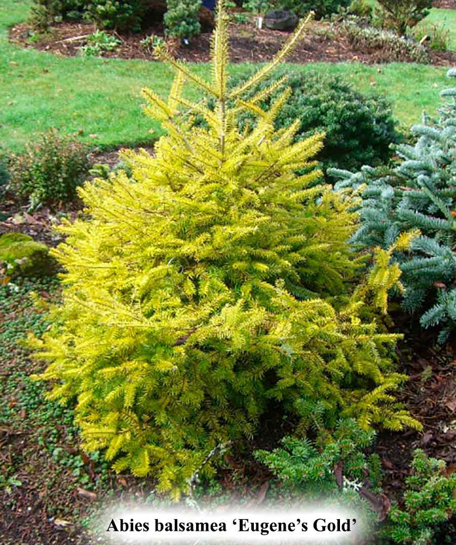 Abies balsamea 'Eugene's Gold' – Singing Tree Gardens Nursery