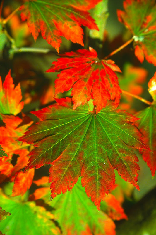 Korean Maple