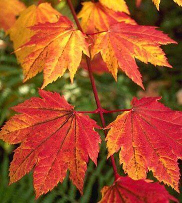 Acer circinatum 'Pacific Flame'