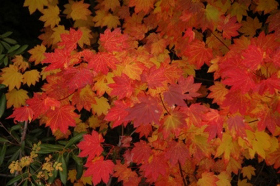 Acer circinatum 'Pacific Flame'