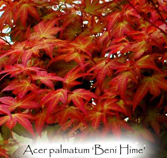 Acer palmatum 'Beni Hime'