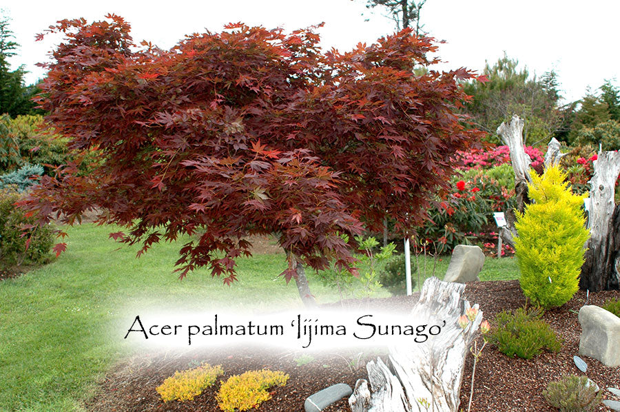 Acer palmatum 'Iijima sunago'