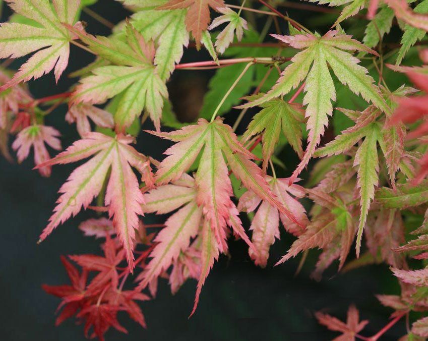 Acer palmatum 'Johnnie's Pink'