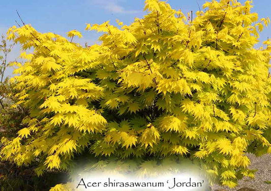 Acer shirasawanum 'Jordan'