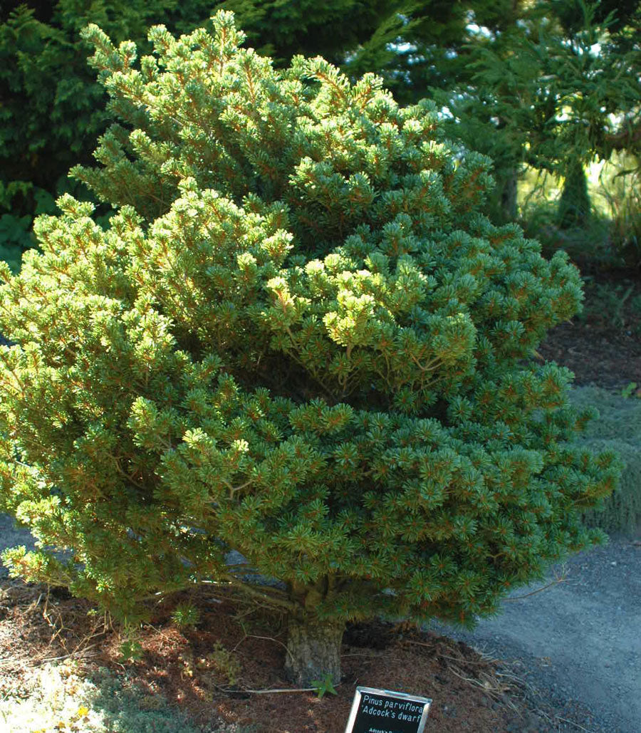 Pinus parviflora Adcock's Dwarf