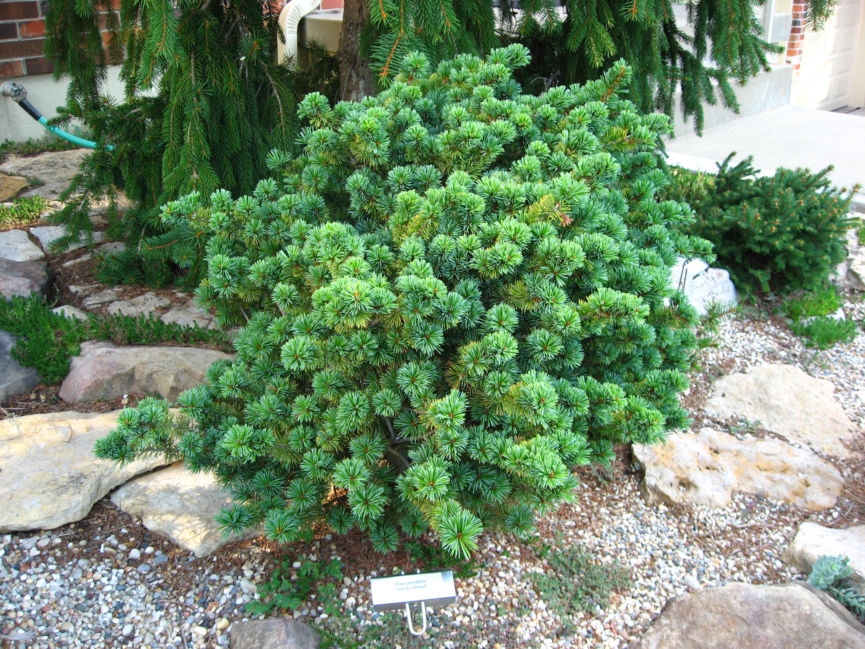 Pinus parviflora Adcock's Dwarf – Singing Tree Gardens Nursery