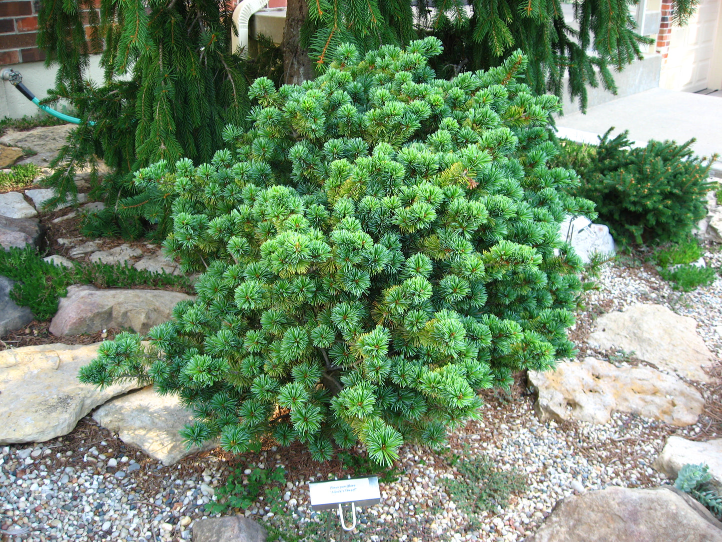 Pinus parviflora Adcock's Dwarf