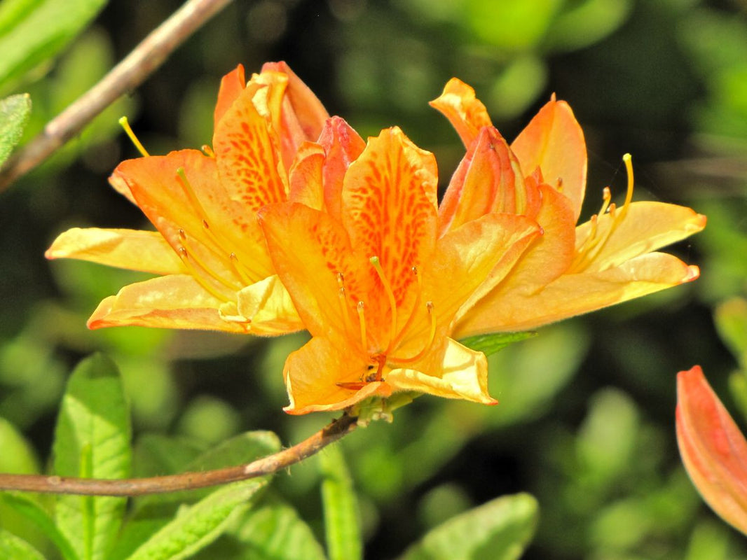 Dwarf Azaleas | Azalea Flowers and Bushes for Sale – Singing Tree ...