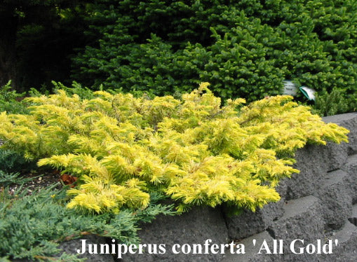 All Gold Juniper