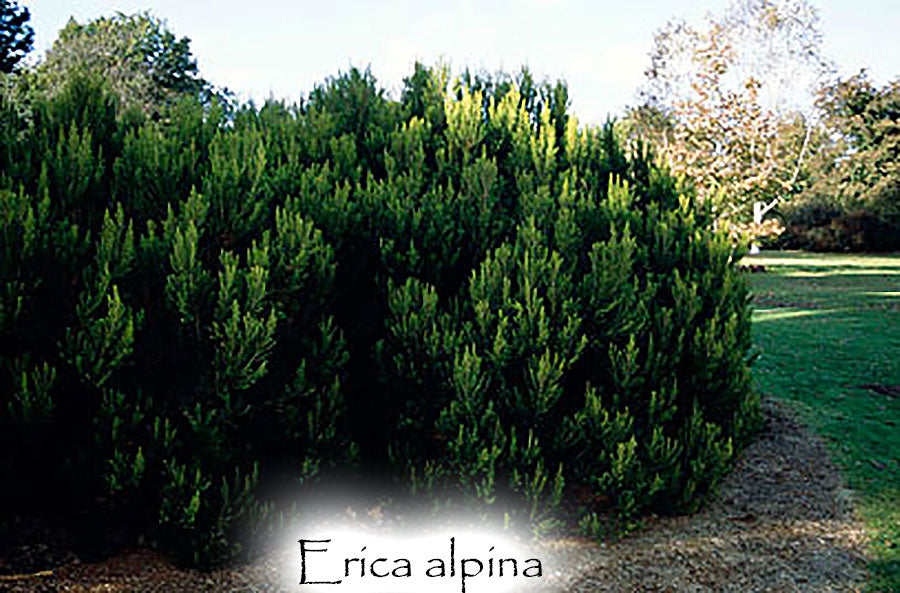 Erica arborea var alpina