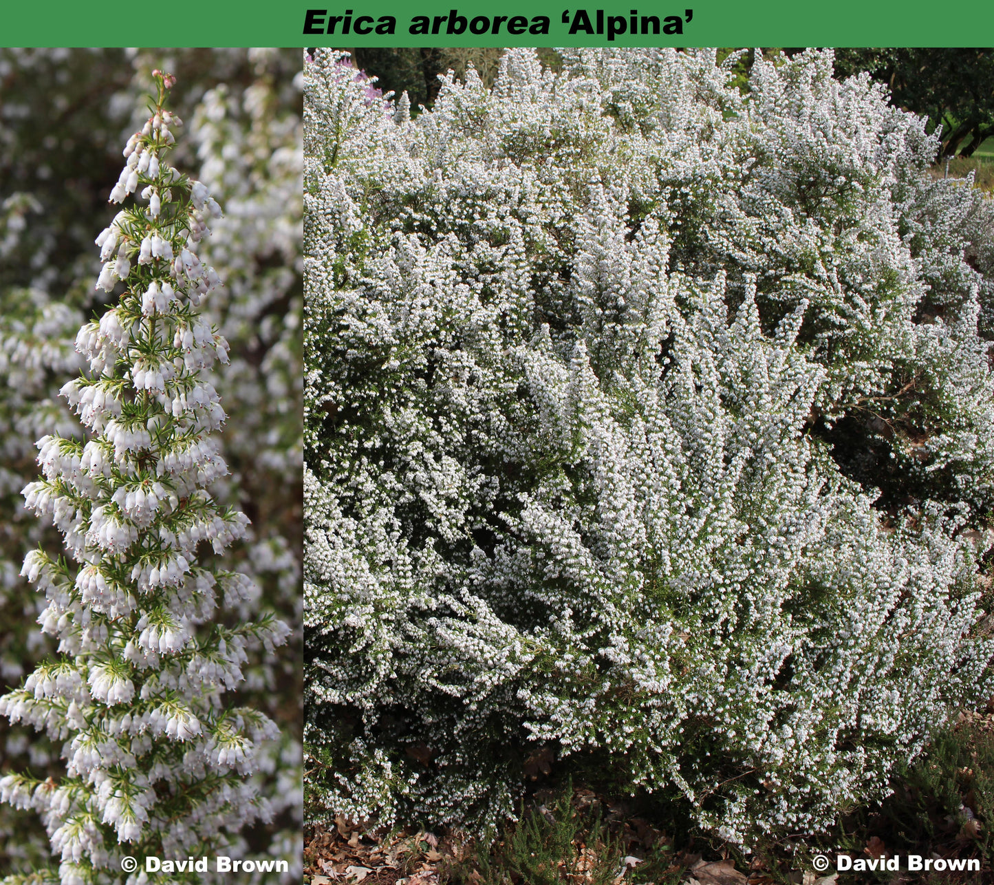 Erica arborea var alpina