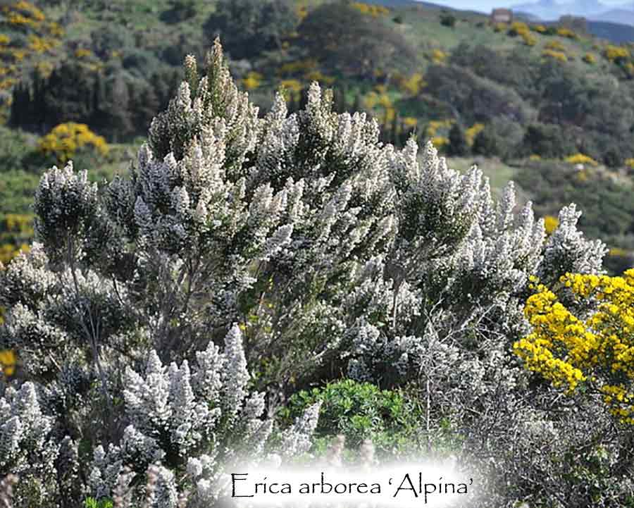 Erica arborea var alpina
