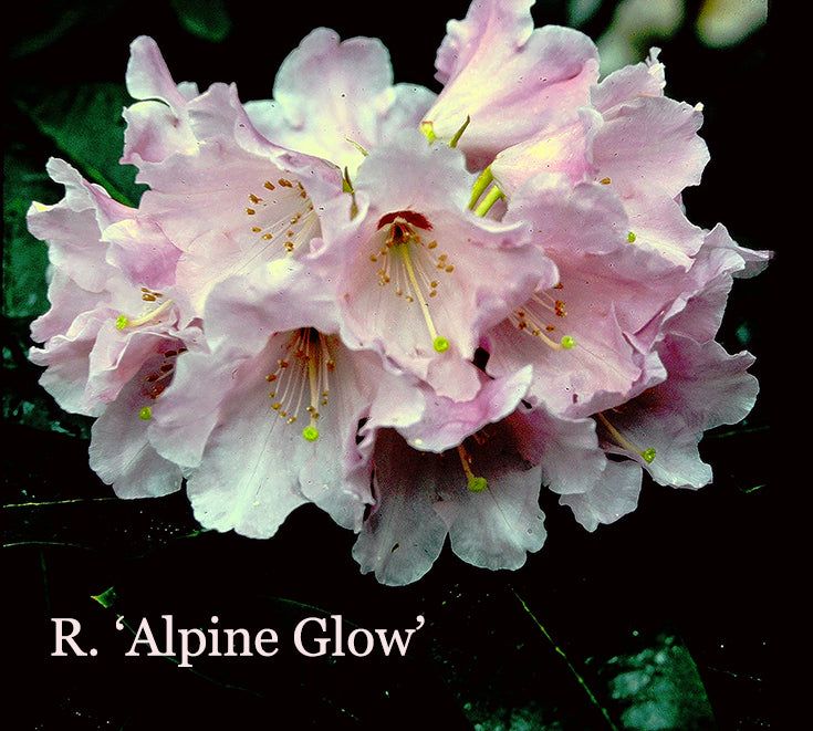 R. 'Alpine Glow'