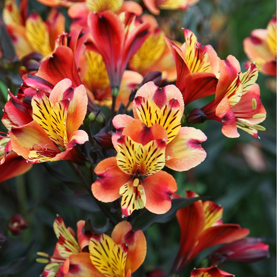 Alstroemeria x 'Sunset Shades' Peruvian Lily