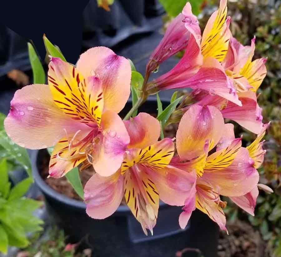 Alstroemeria