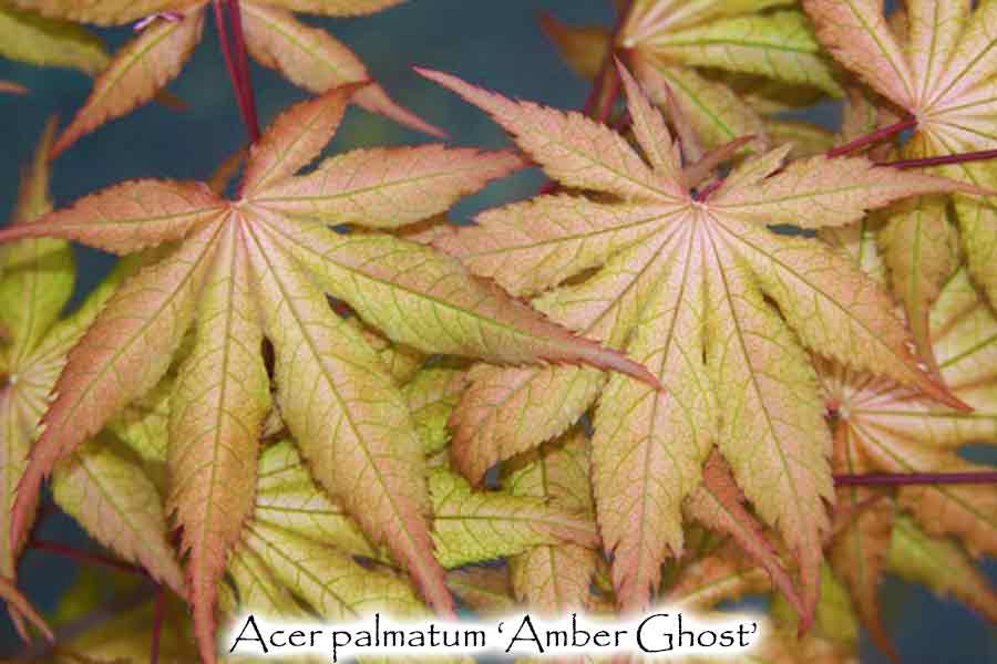 Acer palmatum 'Amber Ghost'