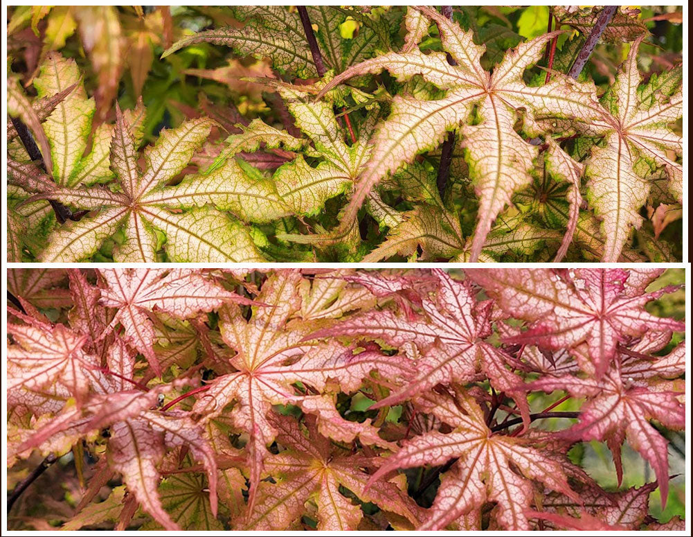 Acer palmatum 'Amber Ghost'