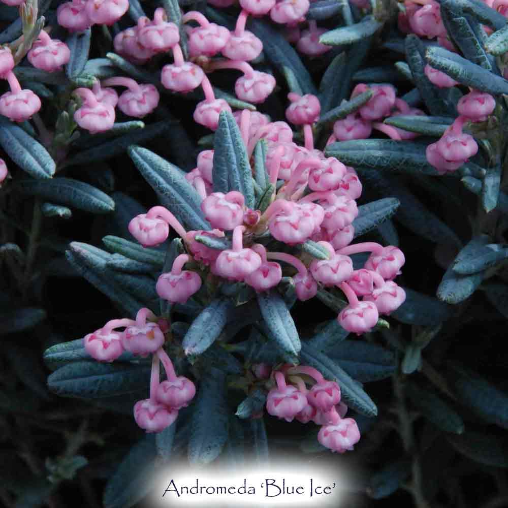 Andromeda polifolia 'Blue Ice' - Bog Rosemary